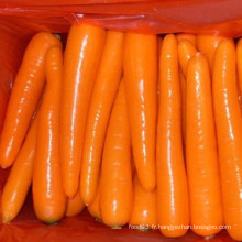 Fournir une nouvelle culture de carottes fraîches